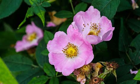 Growing Tips And Types Of Wild Roses .